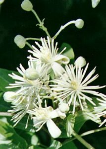 las flores de Bach y los niños